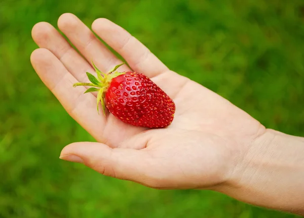 stock image Big ripe strawberry on hand