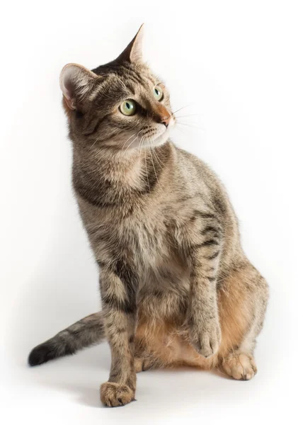 Kočka v plné velikosti Stock Fotografie