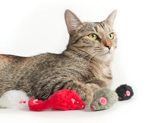 Gato gris acostado con ratones de juguete Fotos de stock libres de derechos