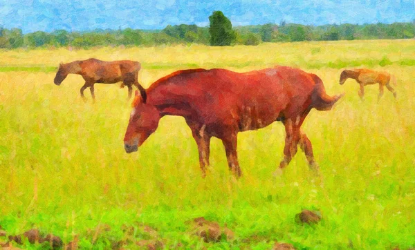 Imagen de tres caballos en un pasto — Foto de Stock