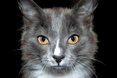 Portrait of cat with yellow eyes clipart