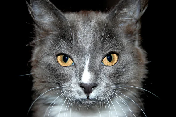 Sarı gözlü kedi portresi