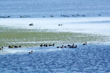 Ducks in a Lake clipart