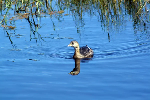Canard solitaire dans un lac — Photo