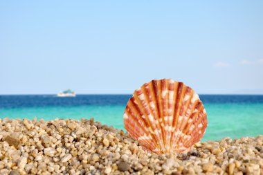 Sea shell on the beach #3 clipart