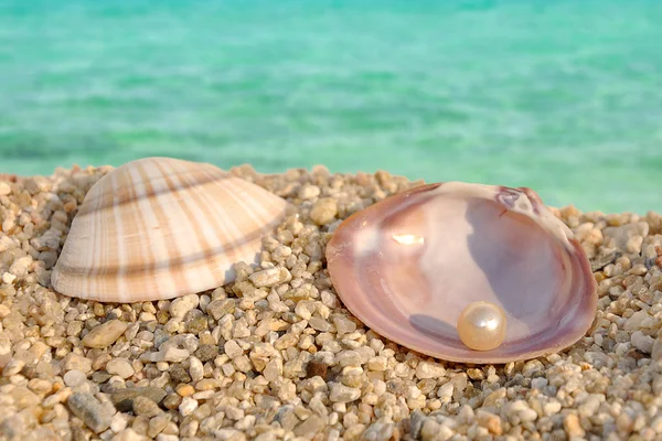 Sea shell and the pearl — Stock Photo, Image