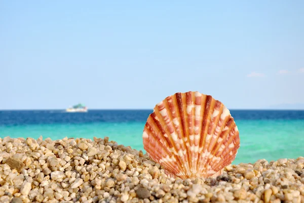 Concha do mar na praia # 3 — Fotografia de Stock