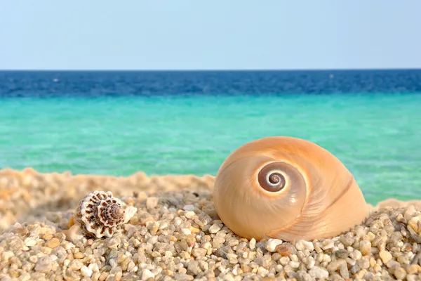 Conchas do mar na praia # 1 — Fotografia de Stock
