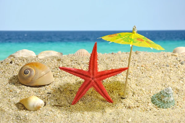 Starfish under sun umbrela shadow — Stock Photo, Image