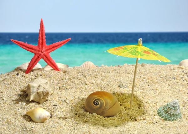 Nautilus sub umbrela soarelui — Fotografie, imagine de stoc
