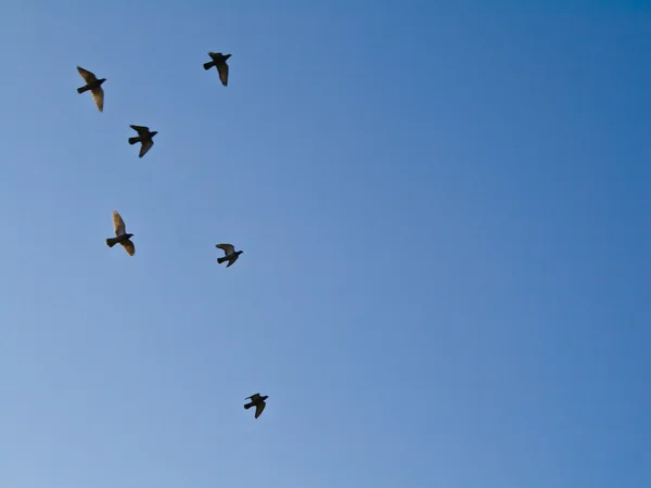 새들의 무리 로열티 프리 스톡 사진