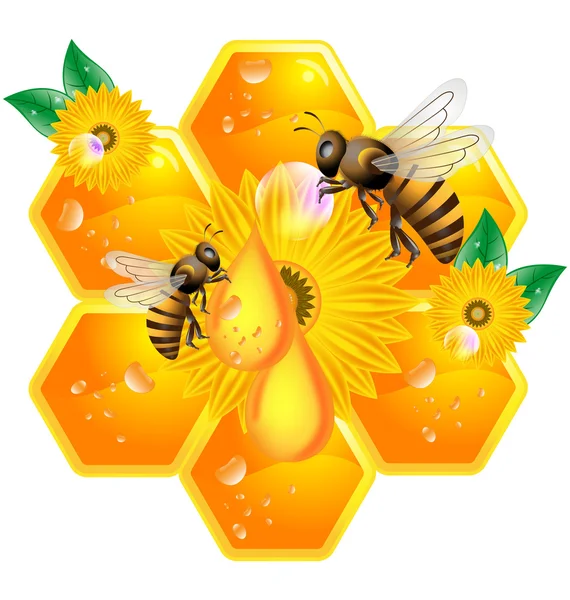 Bee and honey — Stock Vector