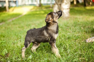 Şirin köpek.