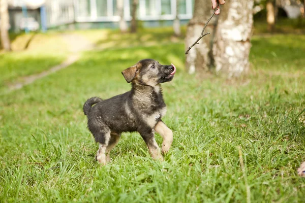 Schattig puppy — Stockfoto