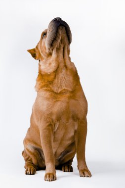 Fotoğraf shar-pei