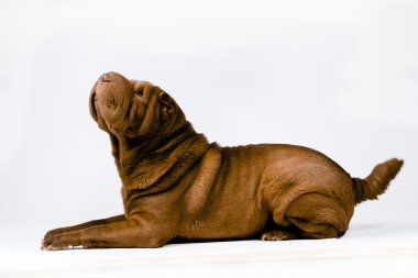 Fotoğraf shar-pei