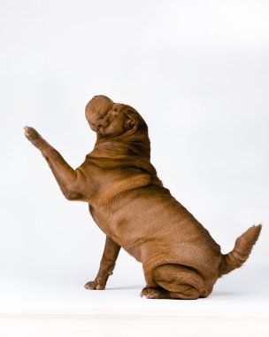 Fotoğraf shar-pei