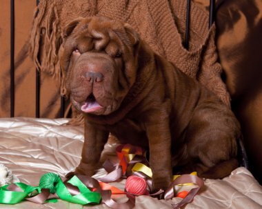 Fotoğraf shar-pei