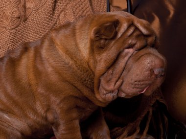 Fotoğraf shar-pei