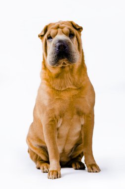 shar pei köpek doğurmak