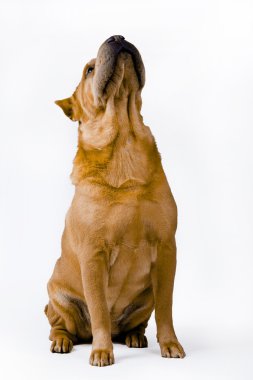 shar pei köpek doğurmak