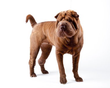 shar pei köpek doğurmak