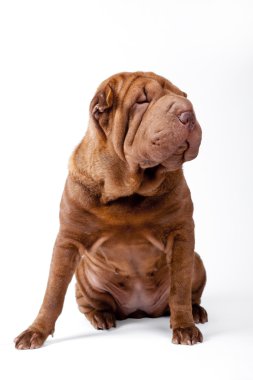 shar pei köpek doğurmak