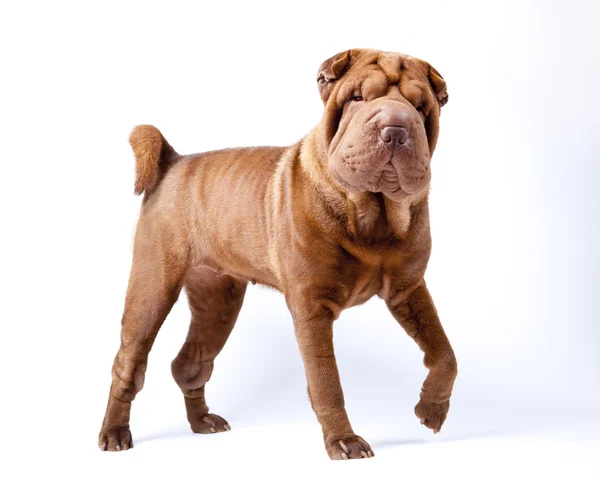 Shar pei dog breed — Stock Photo, Image