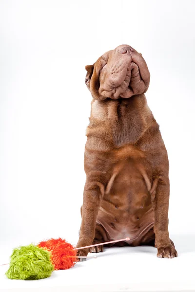 Shar pei raza de perro —  Fotos de Stock