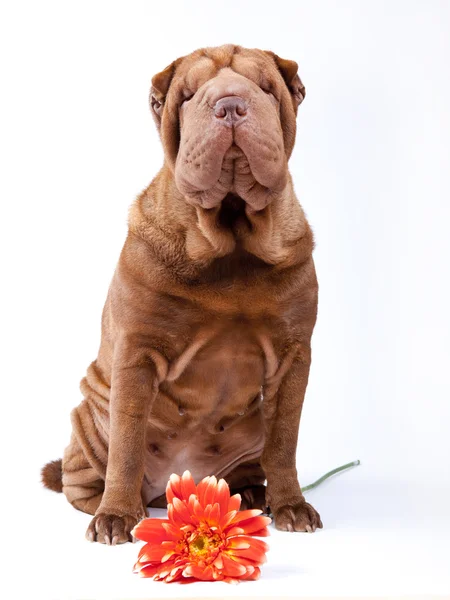 Shar pei raza de perro —  Fotos de Stock