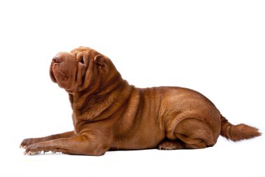 Fotoğraf shar-pei