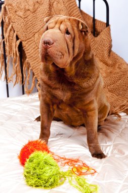 Fotoğraf shar-pei