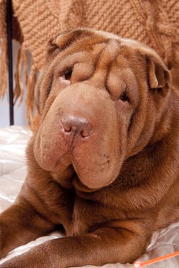 Fotoğraf shar-pei