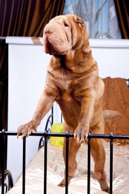 Fotoğraf shar-pei