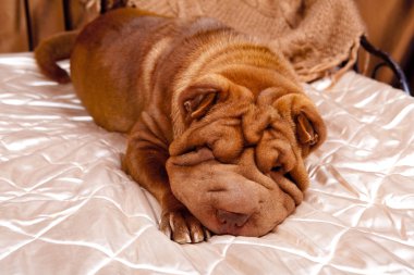 Fotoğraf shar-pei