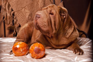 Fotoğraf shar-pei