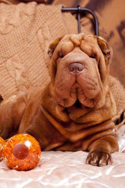 Fotoğraf shar-pei