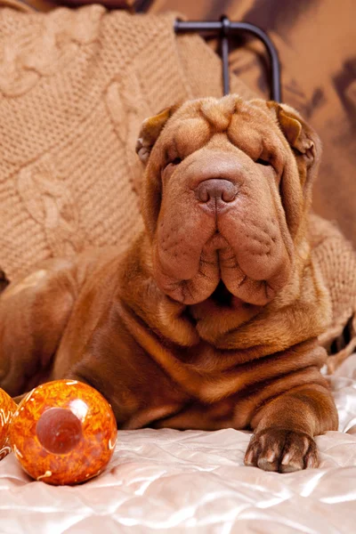 stock image Photo Shar-Pei