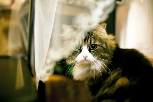 Кот сидит у окна — стоковое фото