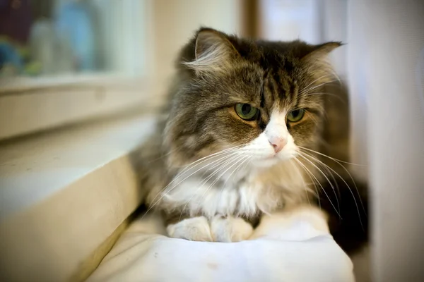 Кот сидит на полке возле подоконника — стоковое фото