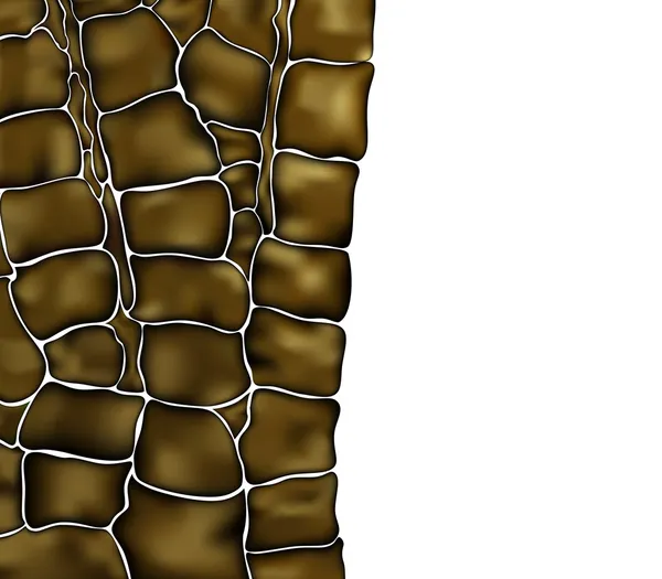 Nahtloses Muster aus Krokodilleder — Stockvektor