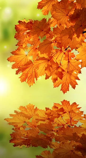 Podzimní javor větev odraz na vodě — Stock fotografie