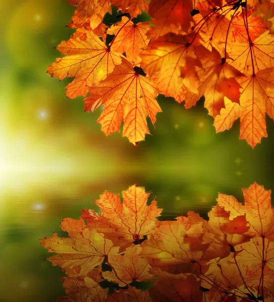 Sprookje herfst maple leaf reflectie — Stockfoto