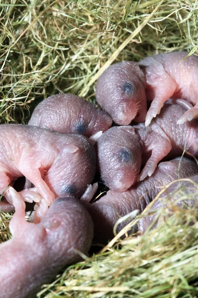 Küçük fare bebekler — Stok fotoğraf