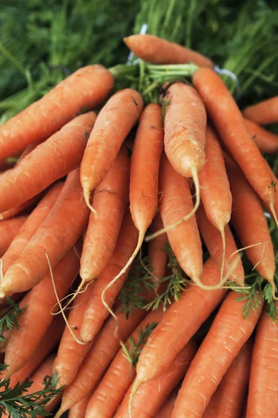 Τσαμπιά των φρέσκα καρότα — Φωτογραφία Αρχείου
