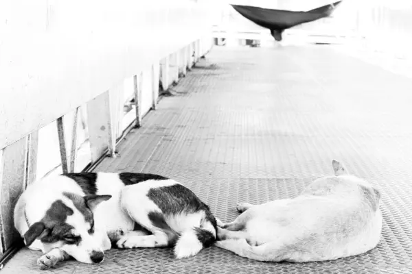 2 つの眠っているホームレスの犬 — ストック写真