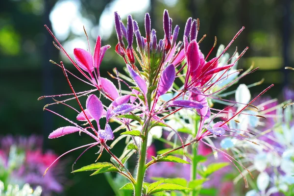 stock image Pink flowers