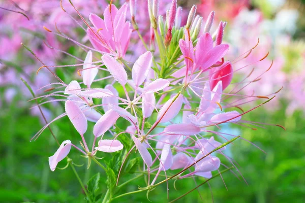 stock image Pink flowers