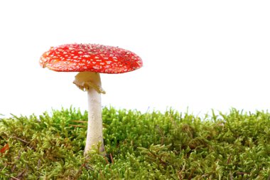 Red amanita in moss isolated on white background clipart