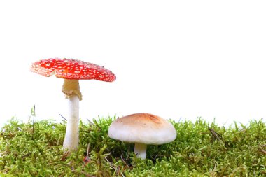 Mushrooms in moss clipart